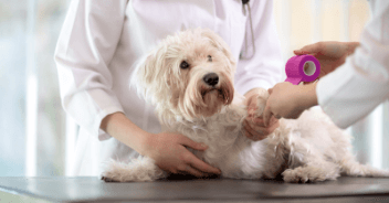 SERVICIOS VETERINARIOS